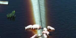 Pigs stranded atop a barn in the aftermath of Hurricane Matthew