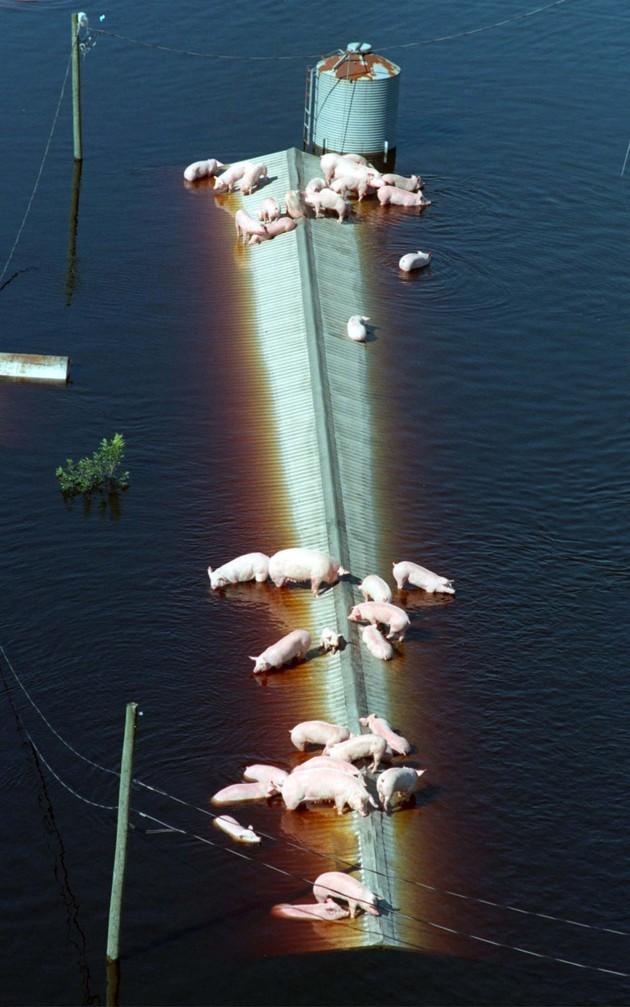 Pigs stranded atop a barn in the aftermath of Hurricane Matthew