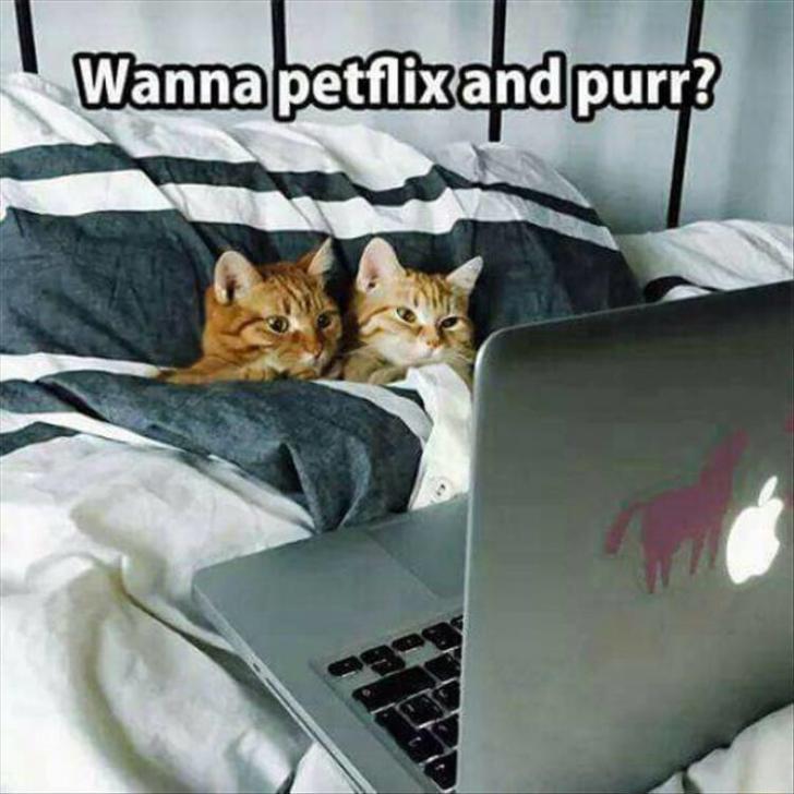 Petflix and purr?