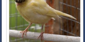 Gloster Canaries are incredible.