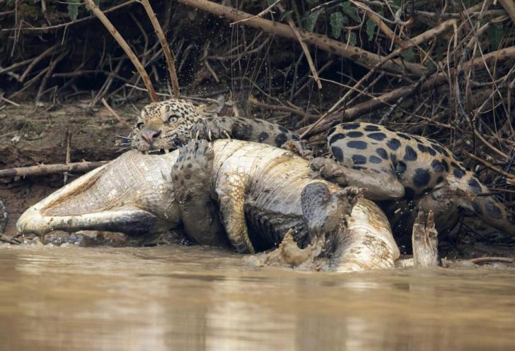 Mammal versus Reptile
