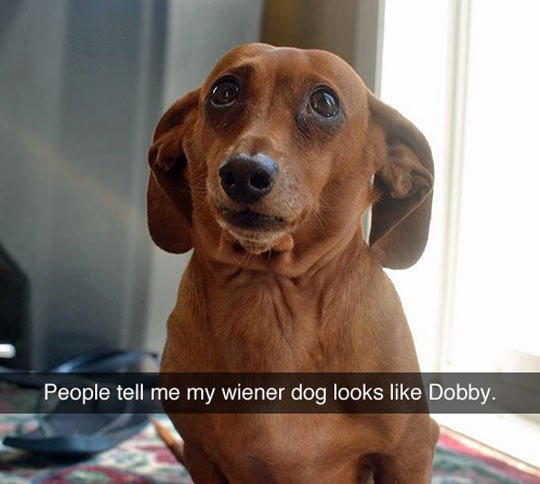 Dobby is a free elf.