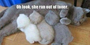 The first cat joke I laughed at