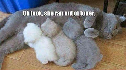 The first cat joke I laughed at