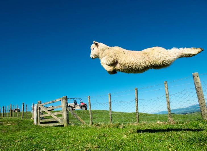 A New Zealand Lamb with Magnificent Hops
