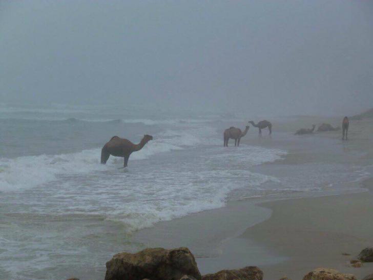 The majestic camel comes ashore to lay it's eggs