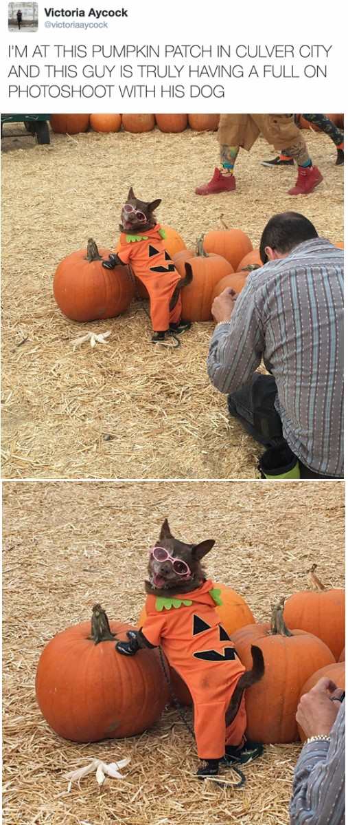 Fall photo shoot for puppers!