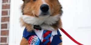 Finally a candidate I can get behind (for a walk).