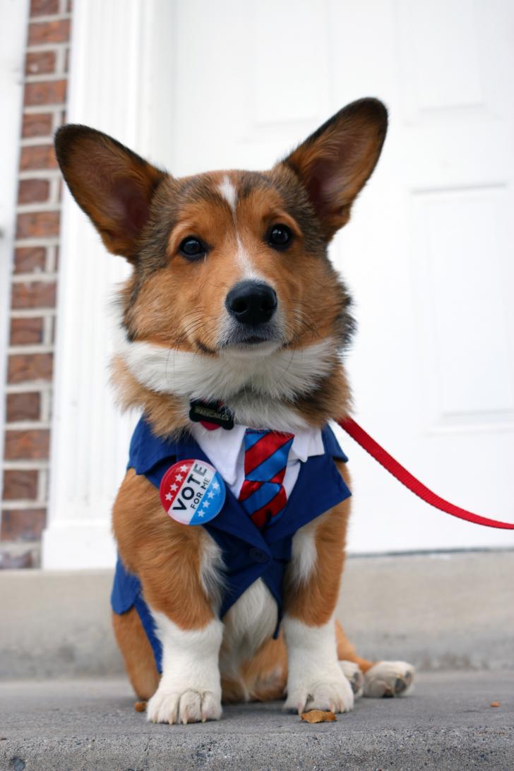 Finally a candidate I can get behind (for a walk).