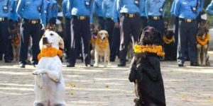 In Nepal we have a festival to celebrate loyalty of Dogs.