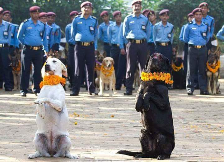 In Nepal we have a festival to celebrate loyalty of Dogs.