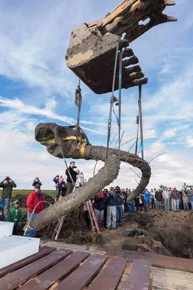 University of Michigan recovering a Woolly Mammoth skull in a farmers field