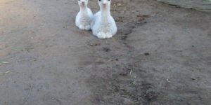 What is better than one baby Alpaca?