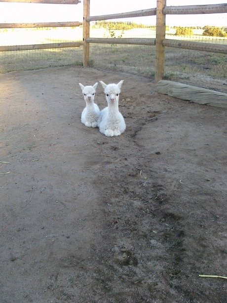 What is better than one baby Alpaca?
