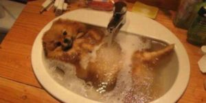 Puppy+hot+tub.