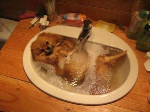 Puppy hot tub.