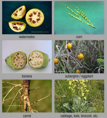 What some foods looked like before the introduction of GMO's