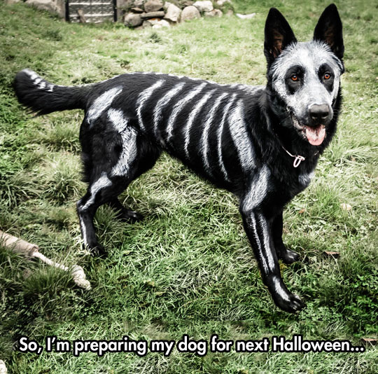 My dog is ready for Halloween