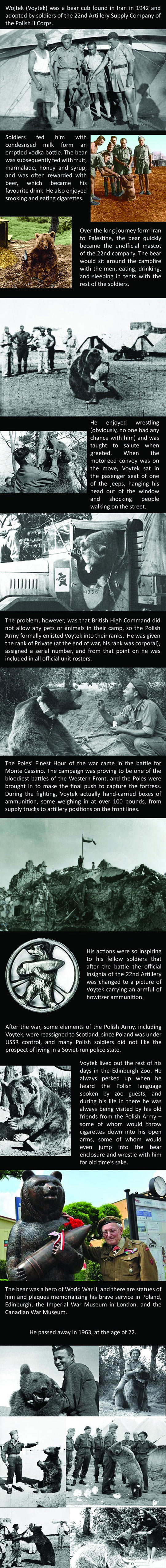 Wojtek The Bear