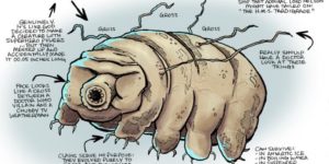 Anatomy of a Tardigrade