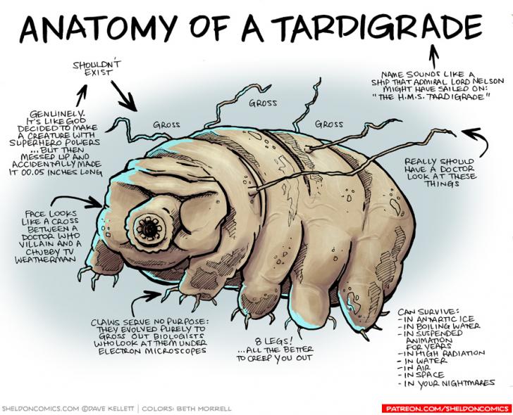 Anatomy of a Tardigrade