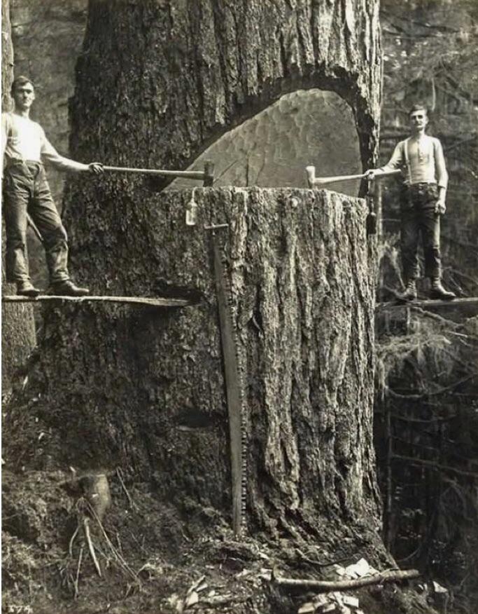 Lumberjacks in Portland, 2016