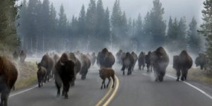 Morning rush hour traffic in Yellowstone National Park