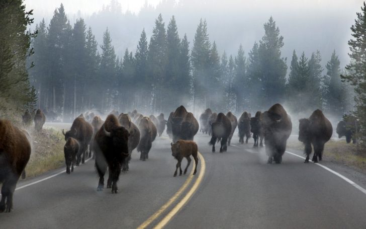 Morning rush hour traffic in Yellowstone National Park