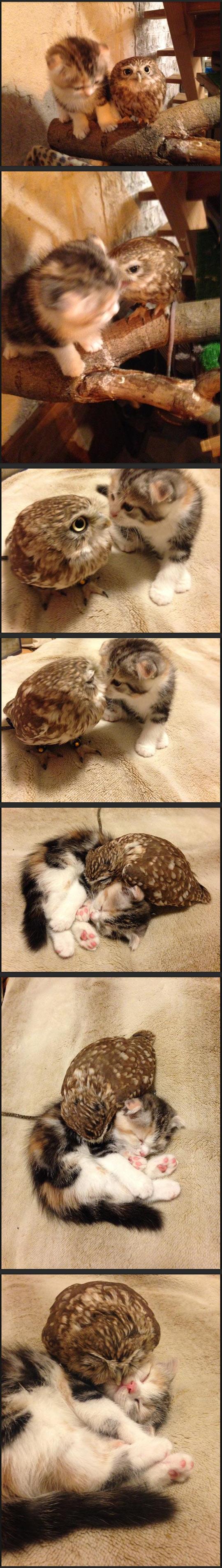 Kitten And Owlet
