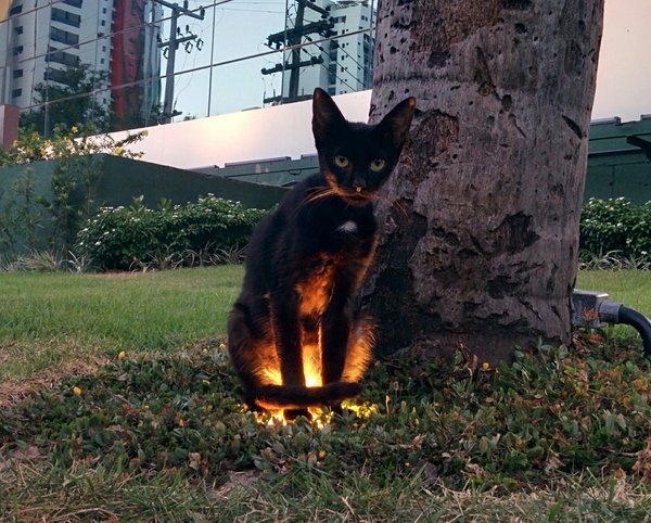 When you're walking in the park and an animal has a side quest for you.
