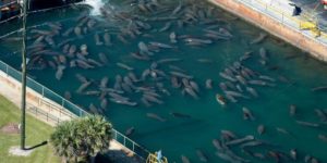 During Florida winters, manatees flock to nuclear and coal power plants for the warm water discharges.