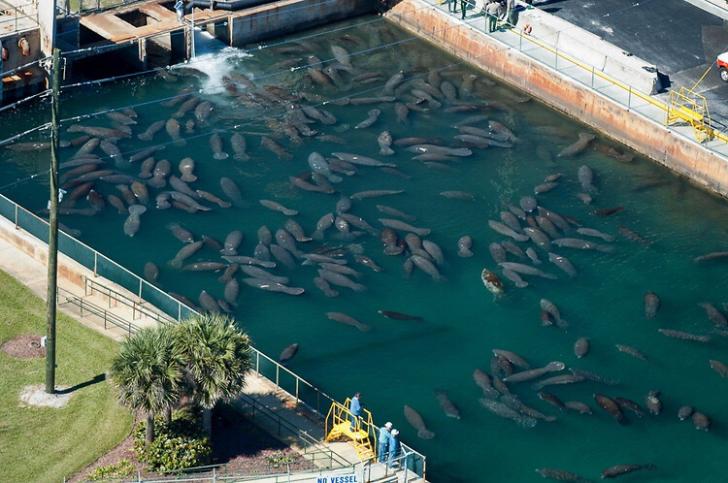 During Florida winters, manatees flock to nuclear and coal power plants for the warm water discharges.