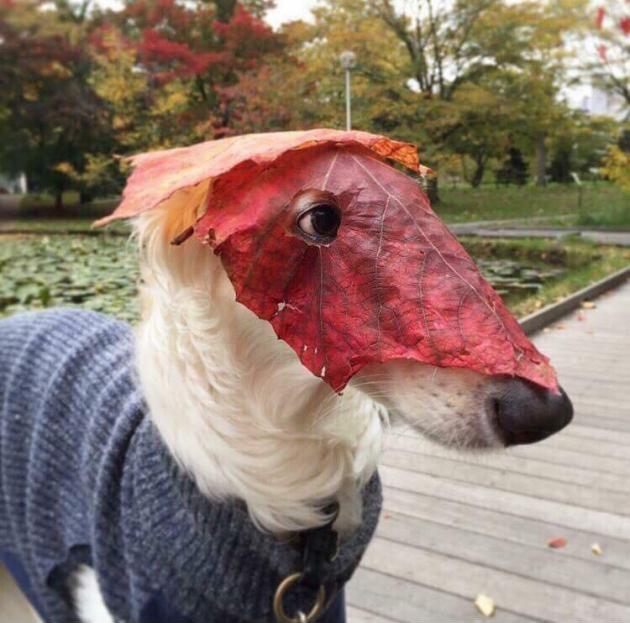 doggo loves fall.