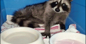 This is why you never corner a raccoon…. unless you have a popsicle.