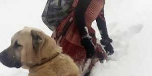 Girl and her dog rescue a mother goat and her newborn baby.