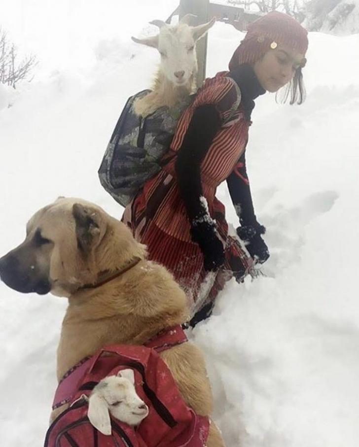 Girl and her dog rescue a mother goat and her newborn baby.