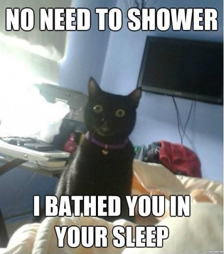 Overly Attached Cat