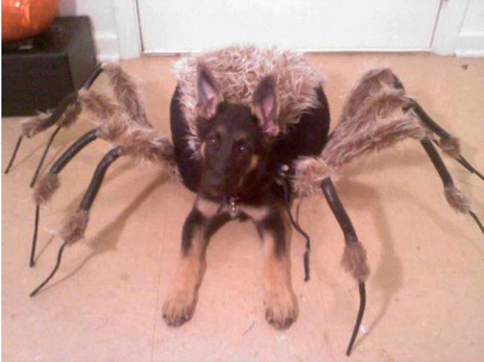 My dog wanted to dress up for Halloween this year...