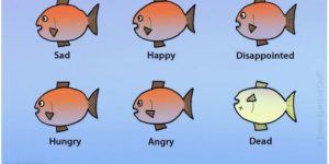 Understand your fish.