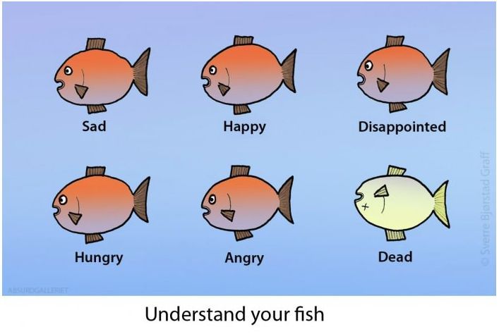 Understand your fish.