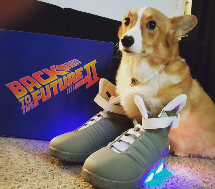 I love Back To The Future so much I named my dog Marty, I thought today would be the perfect day to share him.