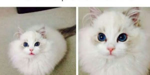 This cat is prettier than you.