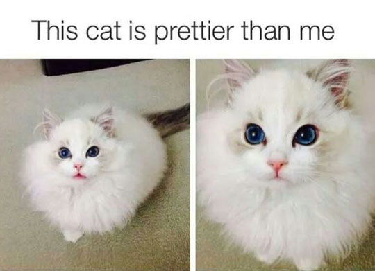 This cat is prettier than you.