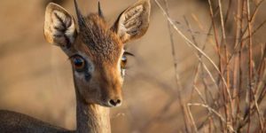 Dik-dik from Samburu, Kenya