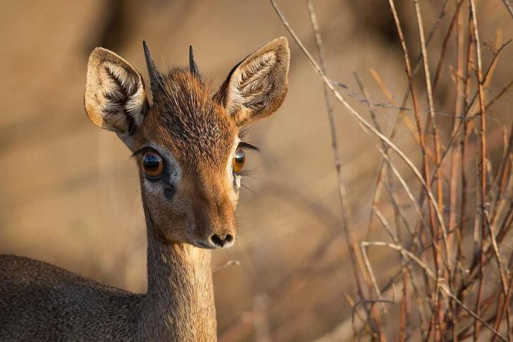 Dik-dik from Samburu, Kenya