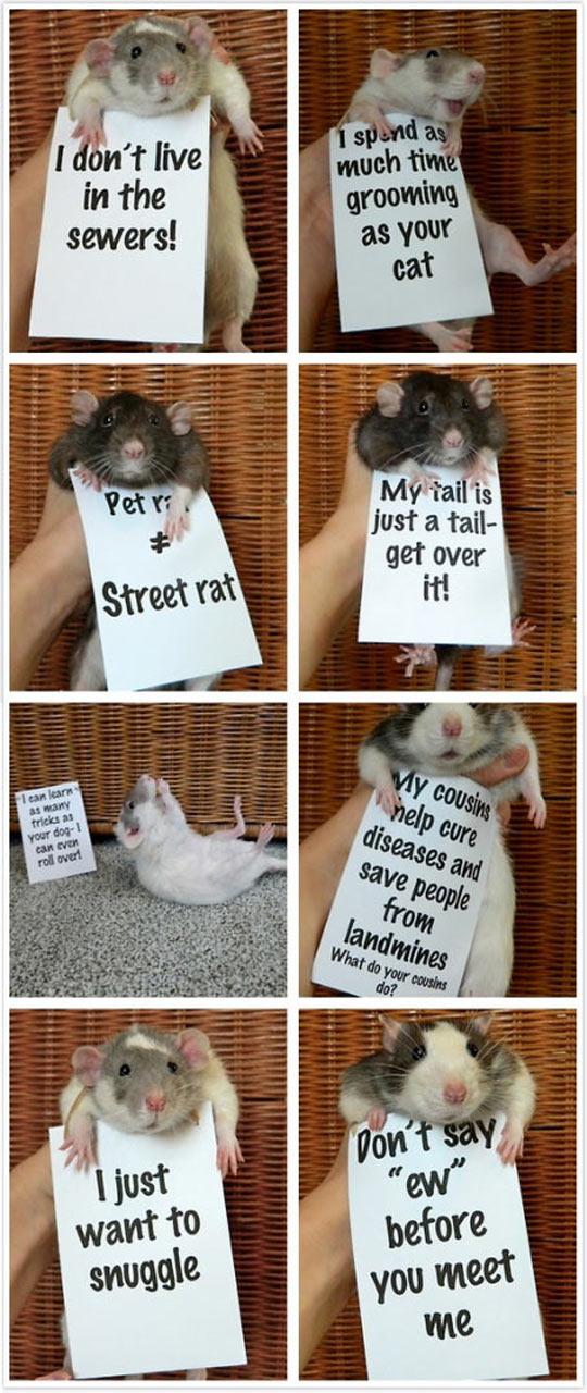 Rats are OK I guess.