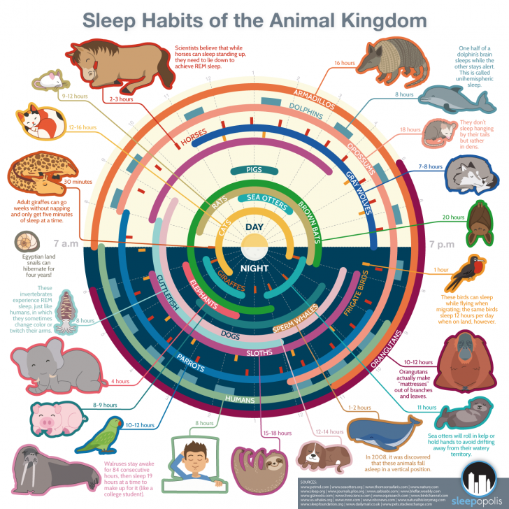 The Sleep Habits of the Animal Kingdom