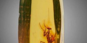 A praying mantis trapped in amber 12 million years ago