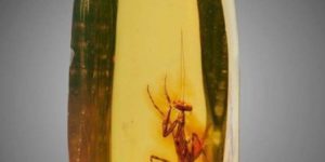 A praying mantis trapped in amber 12 million years ago