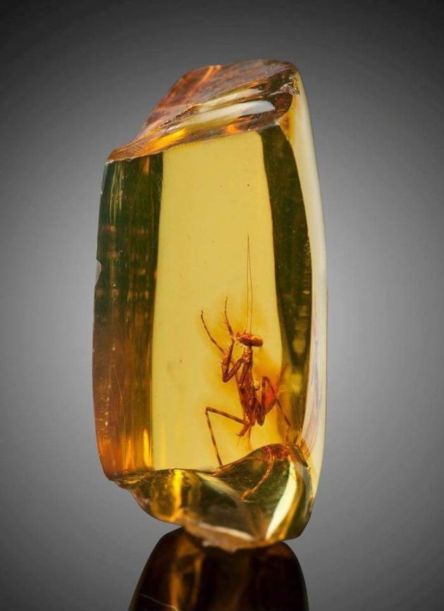 A praying mantis trapped in amber 12 million years ago